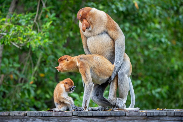 proboscis monkey or nasalis larvatus