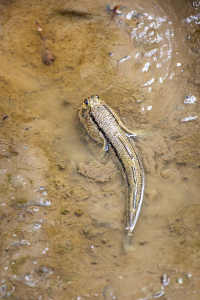 Mudskipper in the swamp. The picture is taken in a mangrove swamp forest near Sepilok in the north eastern part of Borneo.