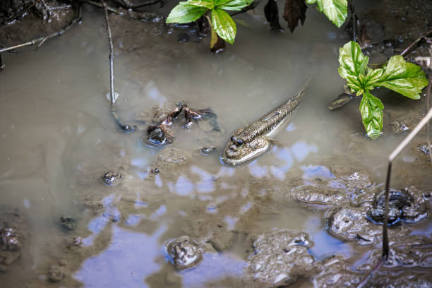 Mudskipper in the swamp. The picture is taken in a mangrove swamp forest near Sepilok in the north eastern part of Borneo.