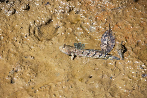 Mudskipper in the swamp. The picture is taken in a mangrove swamp forest near Sepilok in the north eastern part of Borneo.