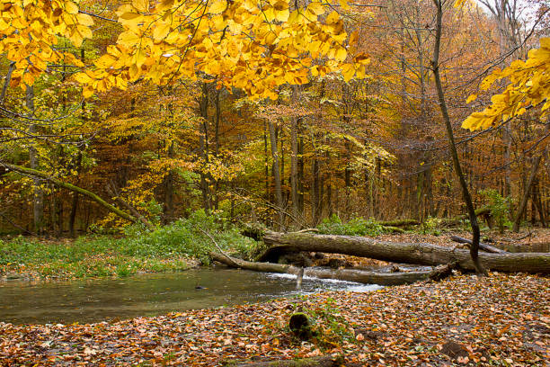 Slow flowing creek in a beech tree forest during an early fall morning in the Leuvenumse Forest in the Veluwe nature reserve.