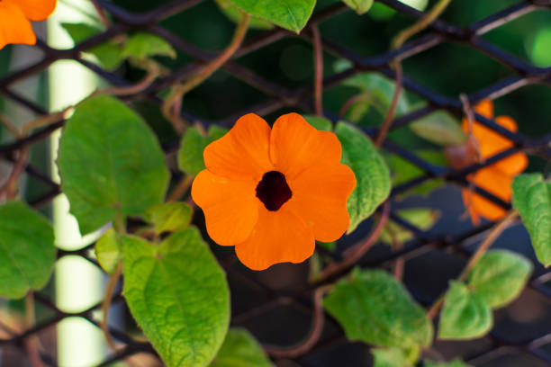 Thunbergia alata