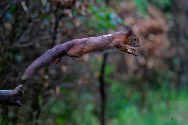 istock Eurasian red squirrel in the forest in the Netherlands. 2153962570