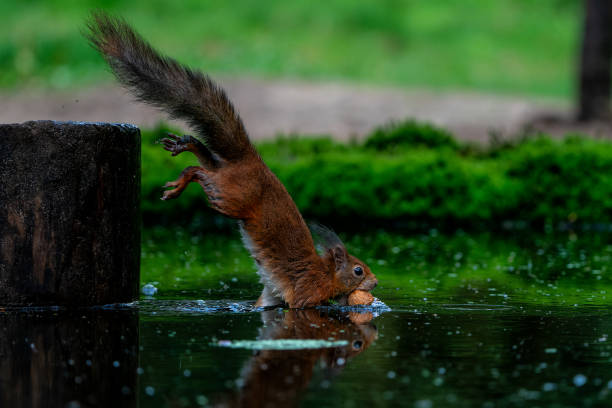 istock Eurasian red squirrel in the forest in the Netherlands. 2153962592