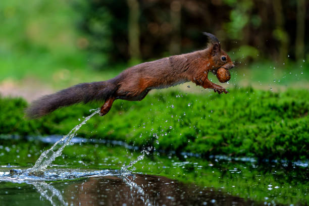 istock Eurasian red squirrel in the forest in the Netherlands. 2153962612