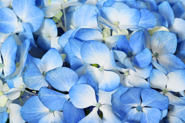 Macro  photography of hortensia flowers, captured in a garden in the eastern Andean mountains of central Colombia, near the town of Villa de Leyva.