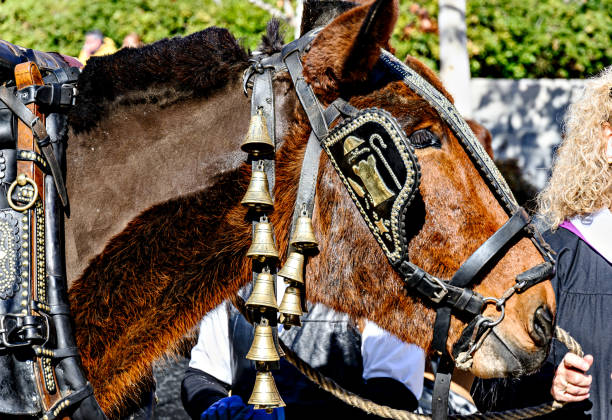 istock Beautiful black horse pulling the carriage 2153964823