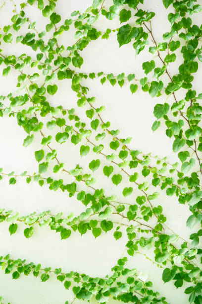 istock ivy leaves isolated on white 2153965258