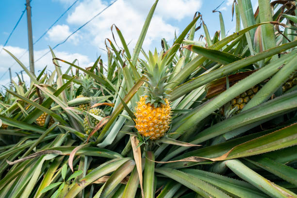 istock Pineapple fruit on the plantation farm 2153965455