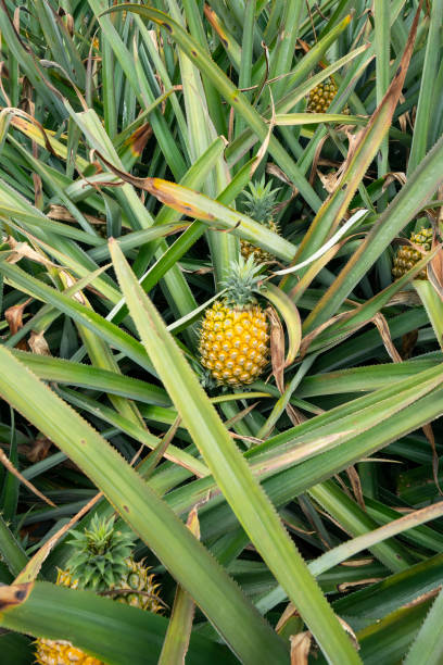 istock Pineapple fruit on the plantation farm 2153965541