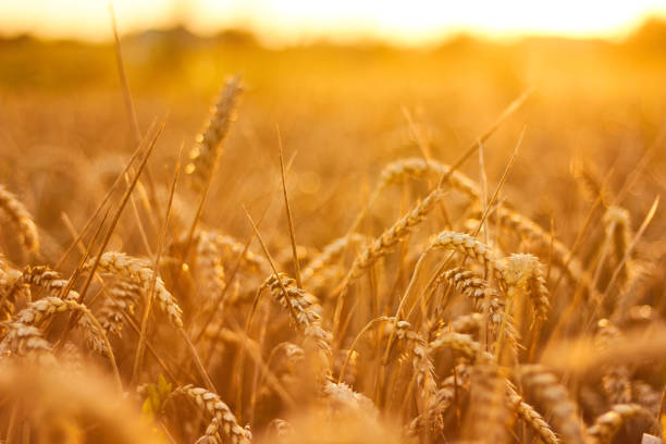 istock Golden Wheat Field Glowing Under Warm Sunlight During Sunset. Ukrainian fields 2153965807