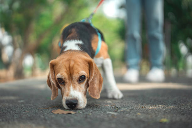 istock Beagle dog sniffs the ground while walking with Owner in dog park summer. dog looking for something in the grass, Dog training. 2153965968