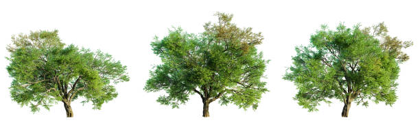 istock Set of valley oak tree isolated on white background. 3D render. 2153966180