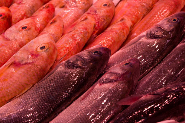 fish market with many different fresh fishes