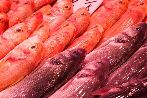 fish market with many different fresh fishes