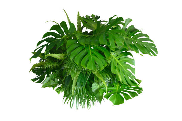 istock Various species of tropical leaves on a white background, Including the cutting path 2153968646