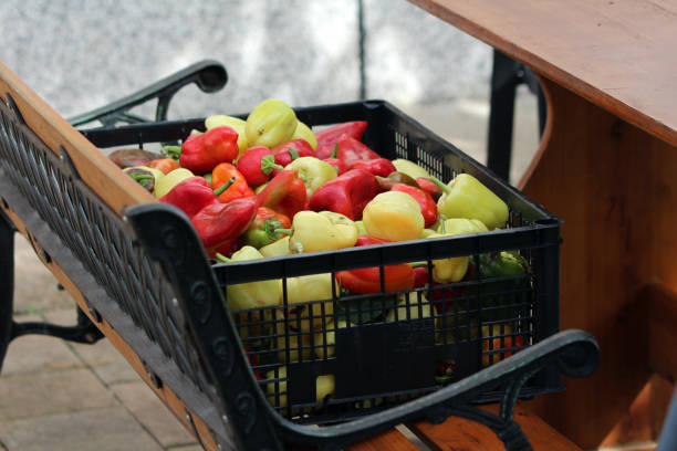 Freshly picked organic natural homegrown various size and type peppers from sweet thick red peppers called California wonder to light yellow bell peppers and green peppers in black plastic crate with perforated base and side made from high density polyethylene used for storing vegetables on top of wooden and wrought iron bench at local home garden on warm sunny autumn day