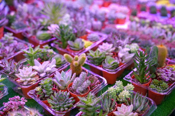 Horticulture LED grow lights are specialized lighting systems designed to support plant growth in indoor environments. These lights provide the specific wavelengths of light that plants need for photosynthesis and other growth processes.