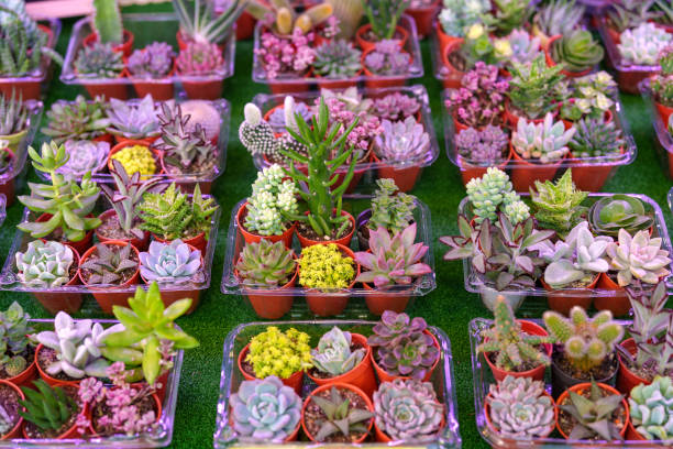 Horticulture LED grow lights are specialized lighting systems designed to support plant growth in indoor environments. These lights provide the specific wavelengths of light that plants need for photosynthesis and other growth processes.