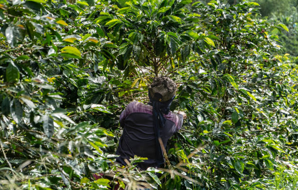 istock farmer working in the field harvesting coffee 2153970581