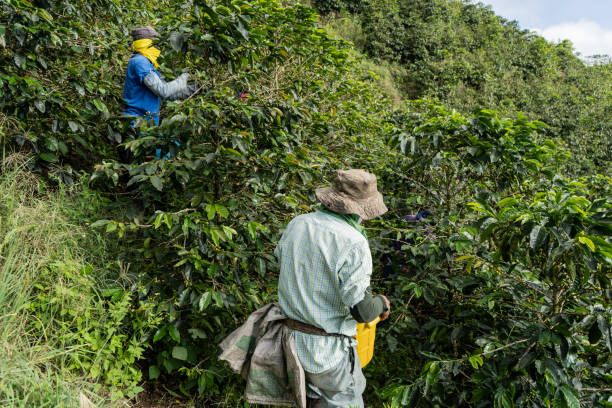 istock latin man turning his back and working in a coffee plantation 2153970780
