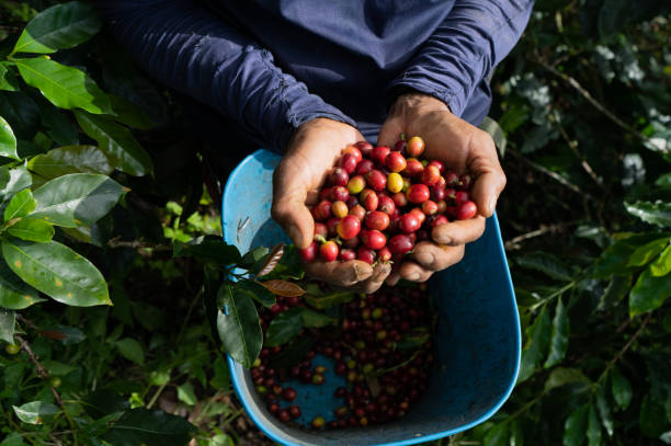 istock hands of a person holding coffee beans 2153970931