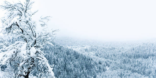 Beautiful winter scene with a lot of snow and forest in mountain and hills. Grey moody sky with clouds and fog and mist. Copy space. ideal for nature backgrounds.