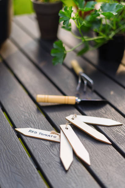 Growing red tomatoes on balcony. Selective focus on wooden labels with note, name and type of plant for saplings in pots. Concepts of gardening. Tools, seedlings and flowers on table, vertical shot