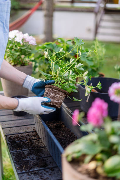 istock Woman gardener transplanted a pelargonium into a new container 2153973116