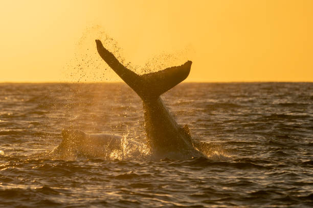 istock humpback whale tail slapping after breaching at sunset in Pacific Ocean off the coast of Cabo San Luca, Baja California Sur, Mexico 2153973629