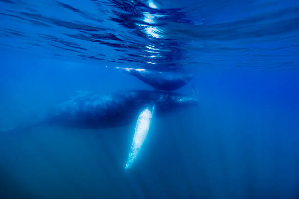istock humpback whale mother and calf underwater sunset in Pacific Ocean 2153973656