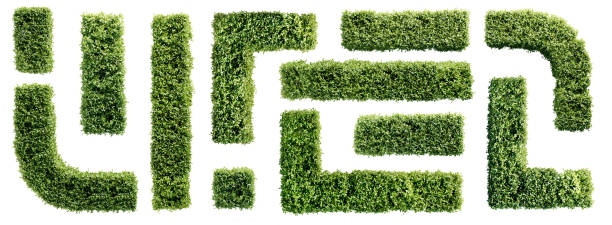 Set of hedge elements isolated on white background. Top view.  3D render.