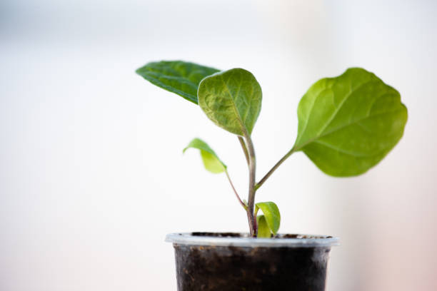 istock One eggplant seedling on light blurred background. Green sprout growing. Young plant for publication, poster, calendar, post, screensaver, wallpaper, cover, website. High quality photo 2153976966