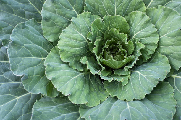 istock One cabbage grow, top view. Background from one green cabbage leaves for publication, poster, calendar, post, screensaver, wallpaper, cover, website. High quality photo 2153977414