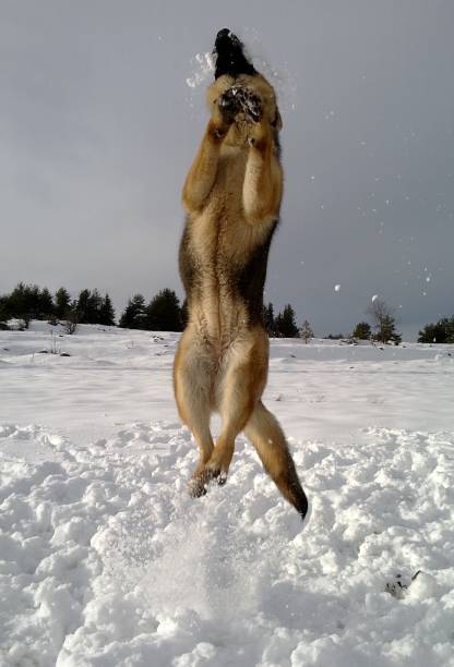 istock Happy Dog in the Snow 2153980468