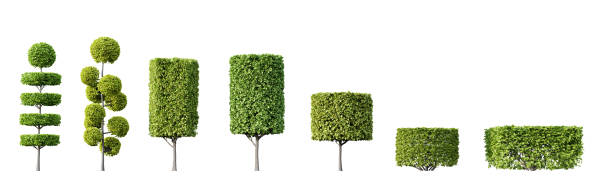 istock Collection of beautiful trimmed trees isolated on white background. 3D render. 2153981261