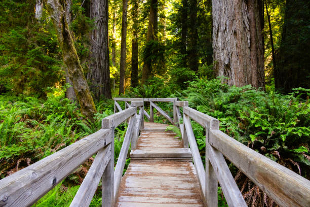 Redwood tree surround pathway at Prairie Creek Redwoods State Park in Crescent City, California