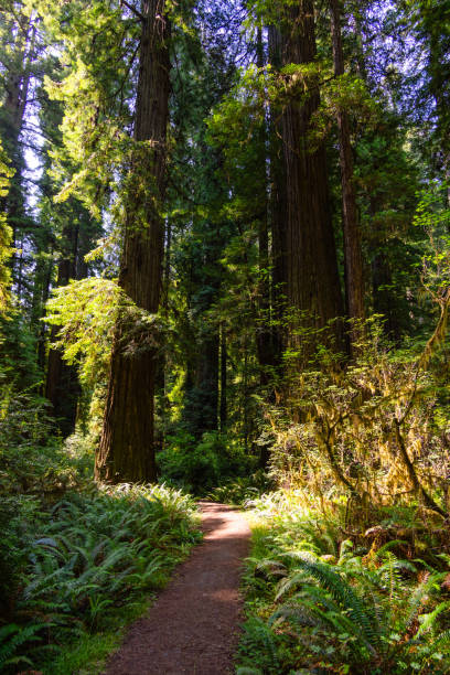 istock Prairie Creek Redwoods 2153982993