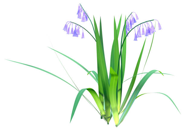 istock 3D Rendering Bluebell Flowers on White 2153983069