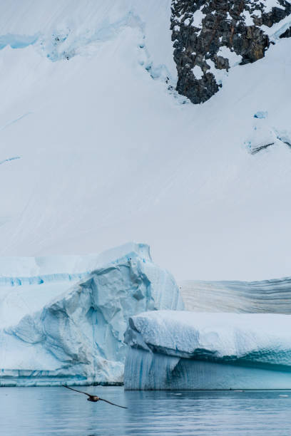 istock Landscape of the Antarctic Peninsula 2153983342