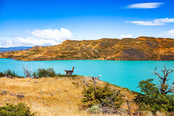 istock Guanaco grazing on the river 2153983540