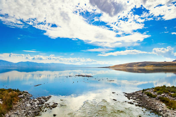 White pelicans, ducks and geese graze in shallow water. Great Salt Lake. The lake reflects the cloudy sky. Utah. Antelope Island.