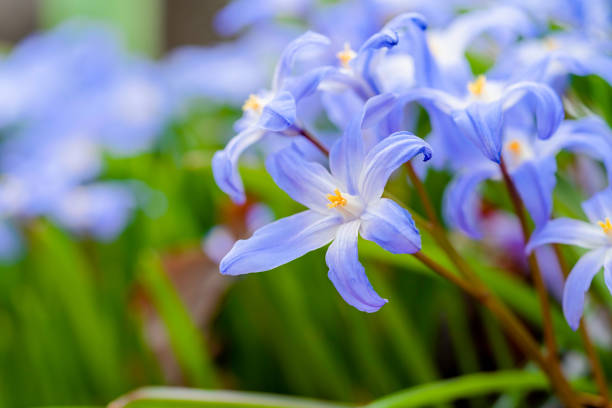 Called Glory of the Snow because they bloom so incredibly early in spring. Bright blue flowers with a white center are care-free and will naturalize easily.