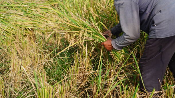 istock harvest rice in the rice fields 2153985215