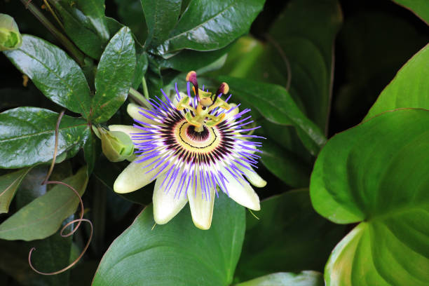istock This unique and cool looking flower is called Passiflora caerulea, the blue passionflower. bluecrown passionflower or common passion flower 2153990115