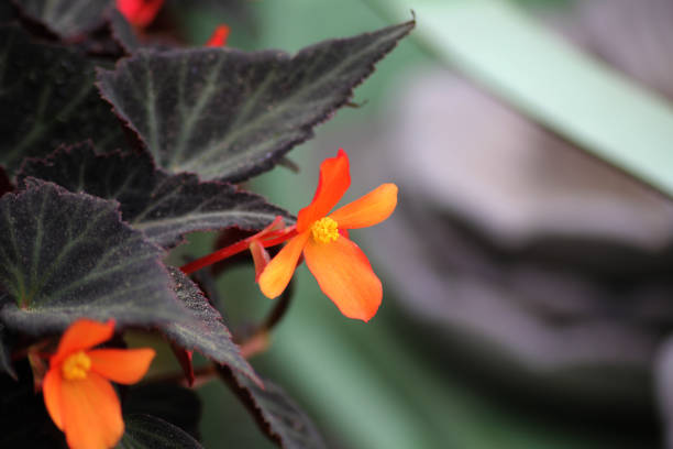 Small colorful begonia flowers
