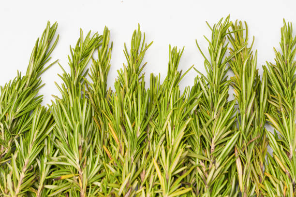 Fresh rosemary herb isolated on a white background.