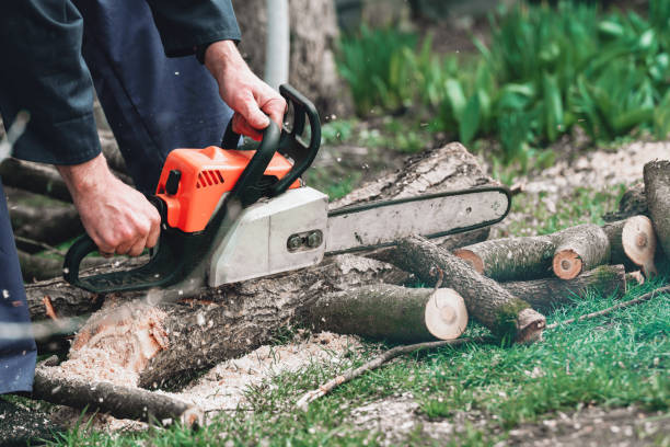 istock A man with a chainsaw in his hands saws old trees, sawdust fly to the sides 2153993584
