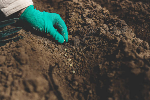istock Hands close-up with pea seeds in vegetable garden 2153994067