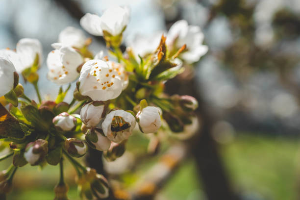 Close-up of springtime plum blossoms on orchard trees.Taken in Sacramento Valley, California, USA
